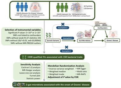 Bacteroidaceae, Bacteroides, and Veillonella: emerging protectors against Graves’ disease